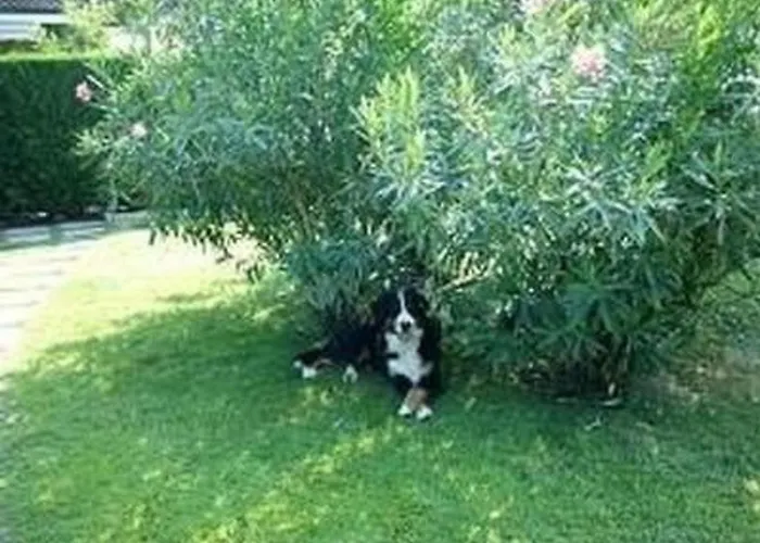 Lejlighed C-36 By Interhome Lazise